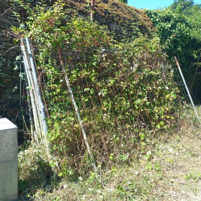 un grand amas de vignes poussant sur le mur d'un immeuble