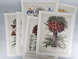 quatre gravures botaniques représentant des fleurs et des plantes sur un fond blanc