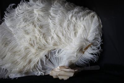 un éventail en plumes blanches sur fond noir