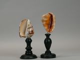 pair of seashells on black candlesticks against a gray background