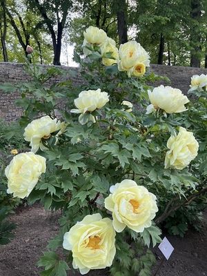 a bush of yellow roses in the middle of a field