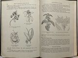 an open book with drawings of plants on it