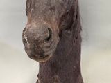 une tête de cheval posée sur une surface blanche