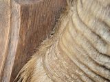 a close up of an animal ' s head with a long horn