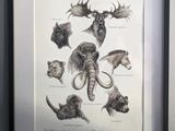 une image représentant une image de différents animaux dans une image
