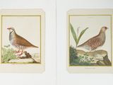 deux photos d'oiseaux qui se trouvent sur la même page
