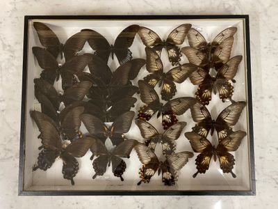 a picture of a display of butterflies in a glass case