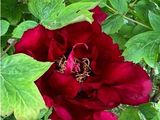une grande fleur rouge qui pousse dans un buisson