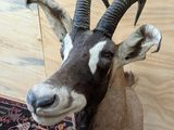 a antelope that is standing on a rug