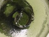 a person holding a glass with a green substance inside of it