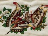 a picture of a painting of moths on a piece of paper
