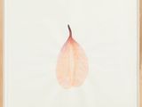 a framed photograph of a pink leaf on a white background