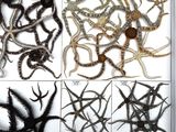 many different types of worms in this picture