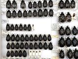 a lot of beetles that are on display in a display case