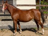 un cheval brun se tenant dans un enclos clôturé
