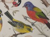a lot of birds that are sitting on a tree branch