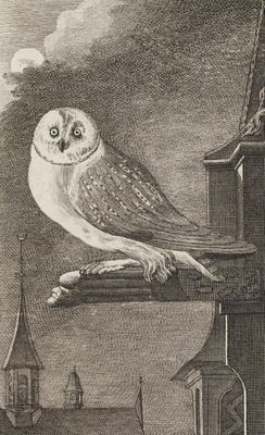 dessin représentant un hibou perché sur un rebord devant un immeuble