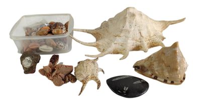 des coquillages, des coquillages et une télécommande posés sur une surface blanche