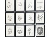 neuf photos encadrées représentant différentes espèces de fleurs accrochées au mur