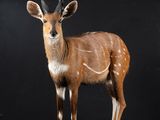 a small antelope that is standing on a black surface