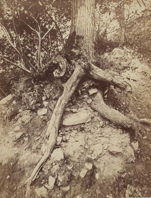une vieille photo d'un arbre qui pousse directement dans le sol