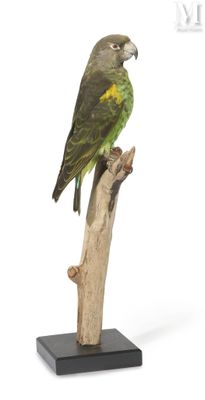 a bird that is sitting on top of a tree branch