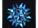 blue butterflies in a black frame on a black background