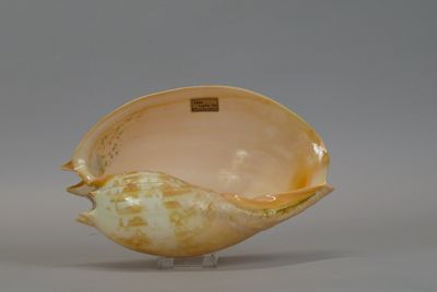 a shell shaped bowl sitting on a stand on a gray surface