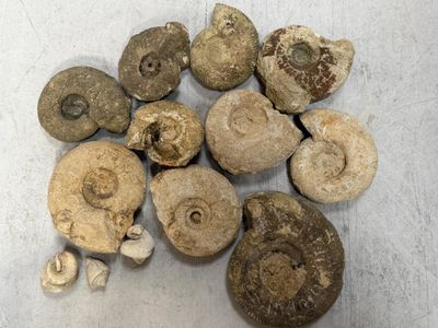 several different types of fossils are displayed on a white surface