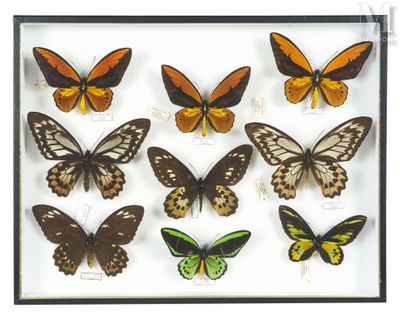a close up of a display of butterflies in a black frame