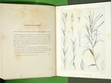 an open book with a picture of a plant on it