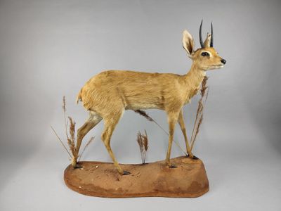 une antilope debout sur un morceau de bois, sur fond blanc