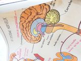 a picture of a diagram of the human body