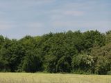Photo 30/44 du lot