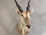 une antilope aux grandes cornes accrochée au mur