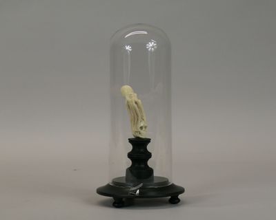 an elephant skeleton in a glass clochet on a wooden stand