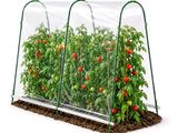 trois plants de tomates qui poussent à l'intérieur d'un abri transparent