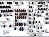 a lot of bugs that are on display in a white frame