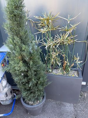 a small tree in a planter next to a water pump