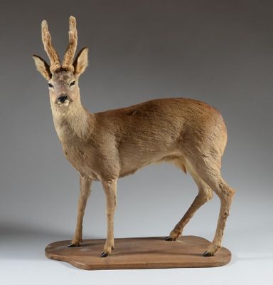 animaux empaillés représentant des antilopes, sur un socle en bois, sur fond gris