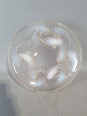 beaucoup de crevettes dans une boule de verre posée par terre