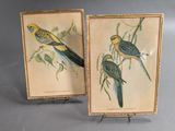 pair of framed bird prints of two birds on a branch of a tree