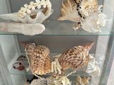 a lot of shells on display in a glass case