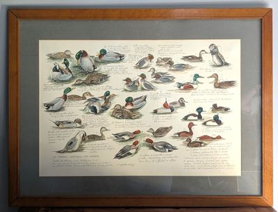 une photo représentant une image de canards, exposée dans un cadre en bois