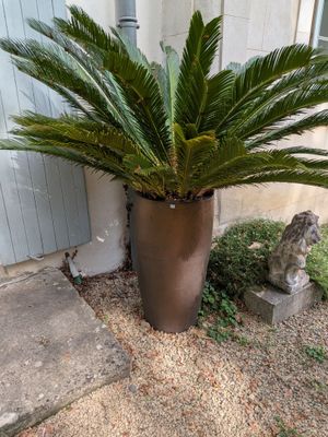 une plante posée dans un pot posé par terre