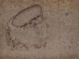 a picture of a dog ' s paw print in the cement