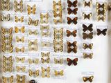 de nombreux types de papillons exposés dans une vitrine
