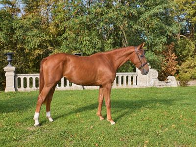 a brown horse that is standing in the grass
