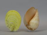 a peeled onion and a peeled onion on a white surface