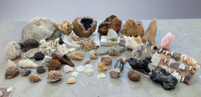 Minéraux et coquillages. Acc. Veuillez demander les rapports…